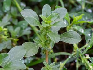 Amaranthus blitoides - Mat Amaranth - Skedamarant