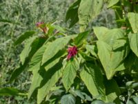 Amaranthus caudatus Sliparebacken N delen, Lund, Skåne, Sweden 20220804_0006