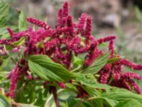 Amaranthus caudatus Sliparebacken N delen, Lund, Skåne, Sweden 20220804_0010