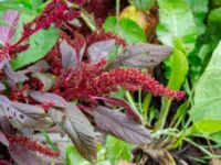 Amaranthus hybridus ssp. cruentus Svedala jorddeponi, Svedala, Skåne, Sweden 20231021_0078