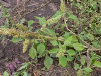 Amaranthus retroflexus Rutsborg, Borgeby, Kävlinge, Skåne, Sweden 20150830_0087