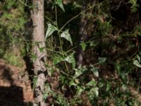 Atriplex micrantha Karadag, Koktebel, Crimea, Russia 20150920_0210