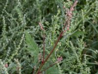 Atriplex calotheca Lernacken, Malmö, Skåne, Sweden 20150815_0048