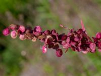 Atriplex hortensis Ulricedal, Malmö, Skåne, Sweden 20190811_0086