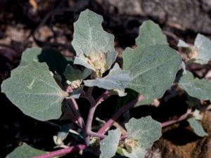 Atriplex laciniata - Frosted Orache - Sandmålla