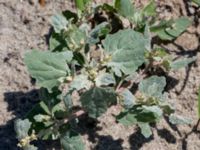 Atriplex laciniata Steninge naturreservat, Falkenberg, Halland, Sweden 20160605_0111