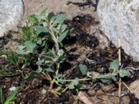 Atriplex laciniata Steninge naturreservat, Falkenberg, Halland, Sweden 20160605_0120