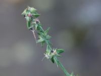 Atriplex patula Lindängelunds rekreationsområde, Malmö, Skåne, Sweden 20160821_0073