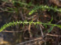 Beta vulgaris ssp. maritima Scaniaparken, Malmö, Skåne, Sweden 20240901_0008