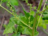 Beta vulgaris ssp. vulgaris Ulricedal, Malmö, Skåne, Sweden 20190704_0049