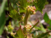 Blitum virgatum Lokstallarna, Malmö, Skåne, Sweden 20190531_0075