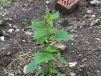 Chenopodiastrum hybridum Lokstallarna, Malmö, Skåe, Sweden 20160625_0012