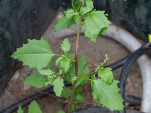 Chenopodiastrum murale - Nettleleaf Goosefoot - Gatmålla