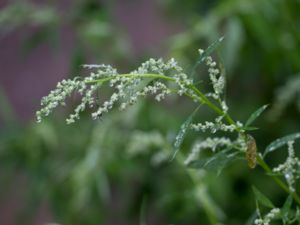 Chenopodium album - Fat-hen - Svinmålla