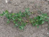 Chenopodium album Fårögatan, Malmö, Skåne, Sweden 20160613_0062