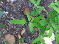 Chenopodium ficifolium Botaniska trädgården, Lund, Skåne, Sweden 20180819_0037