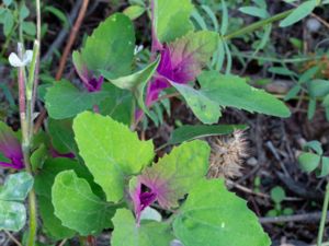 Chenopodium giganteum - Magenta Spreen - Praktmålla