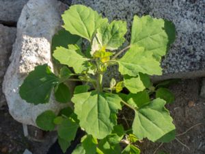 Chenopodium opulifolium - Grey Goosefoot - Olvonmålla