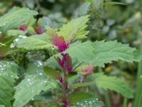 Chenopodium suecicum Katrinetorp, Malmö, Skåne, Sweden 20170827_0009