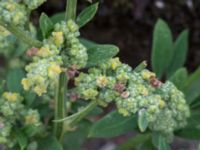 Chenopodium suecicum Sydkajen Malmö, Skåne, Sweden 20170826_0021