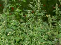 Chenopodium suecicum Valdemarsro, Malmö, Skåne, Sweden 20150802_0009