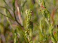 Corispermum intermedium Vipelyckan, Lund, Skåne, Sweden 20190825_0019