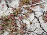 Oxybasis rubra Lilla kalkbrottet, Klagshamns udde, Malmö, Skåne, Sweden 20160521_0159