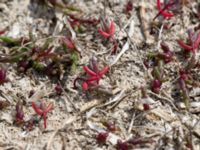 Salicornia europaea Hököpinge ängar, Vellinge, Skåne, Sweden 20150717_0059