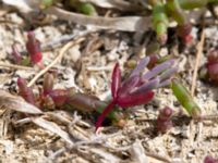 Salicornia europaea Hököpinge ängar, Vellinge, Skåne, Sweden 20150717_0060