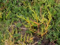 Salicornia europaea Vellinge Väster, Vellinge, Skåne, Sweden 20160805_0005