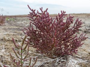 Salicornia perennans