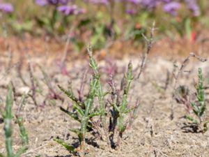 Salicornia procumbens - Fragile Glaswort - Styv glasört