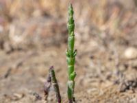 Salicornia procumbens Stora Keholmen, Vallda Sandö, Kungsbacka, Halland, Sweden 20190716_0325