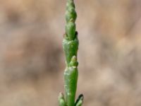 Salicornia procumbens Stora Keholmen, Vallda Sandö, Kungsbacka, Halland, Sweden 20190716_0327