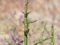 Salicornia procumbens Stora Keholmen, Vallda Sandö, Kungsbacka, Halland, Sweden 20190716_0336