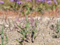 Salicornia procumbens Stora Keholmen, Vallda Sandö, Kungsbacka, Halland, Sweden 20190716_0340