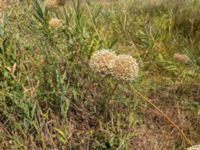 Allium ampeloprasum Neretve Delta, Ploce, Croatia 20170803_1567