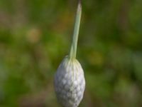 Allium ampeloprasum Ulricedal, Malmö, Skåne, Sweden 20190819_0004
