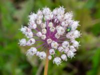 Allium ampeloprasum var. porrum Brunnshögs f.d. odlingsområde, Lund, Skåne, Sweden 20240830_0039