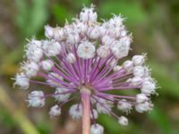 Allium ampeloprasum var. porrum Brunnshögs f.d. odlingsområde, Lund, Skåne, Sweden 20240830_0040