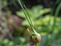 Allium carinatum Sireköpinge, Svalöv, Skåne, Sweden 20160713_0026