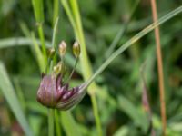 Allium carinatum Sireköpinge, Svalöv, Skåne, Sweden 20160713_0027