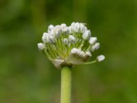 Allium cepa Ulricedal, Malmö, Skåne, Sweden 20190701_0025