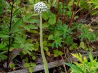 Allium cepa Ulricedal, Malmö, Skåne, Sweden 20190730_0063