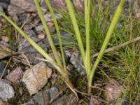 Allium cernuum Rondell Österleden-Fältarpsvägen, Helsingborg, Skåne, Sweden 20170811_0033