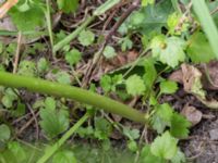 Allium christophii Ystadvägen korsning cykelbana, Malmö, Skåne, Sweden 20170714_0004