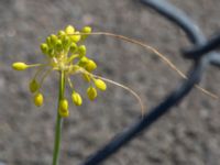 Allium flavum Inre hamnen, Malmö, Skåne, Sweden 20170715_0028