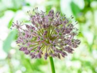 Allium hirtifolium Bokebo, Lundvigsborg, Hörby, Skåne, Sweden 20240520_0061