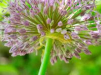 Allium hirtifolium Bokebo, Lundvigsborg, Hörby, Skåne, Sweden 20240520_0062