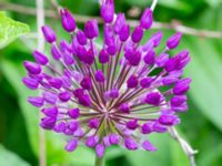 Allium holland Tunisborg f.d. plantskola, Lund, Skåne, Sweden 20230523_0091